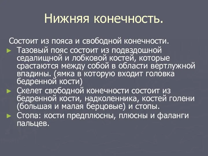 Нижняя конечность. Состоит из пояса и свободной конечности. Тазовый пояс состоит