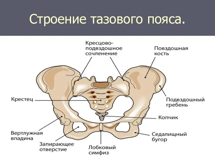 Строение тазового пояса.