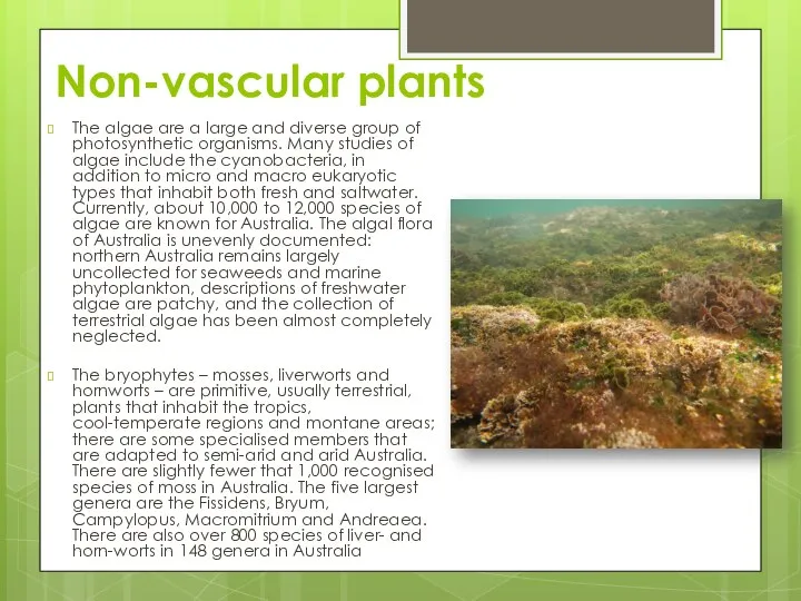 Non-vascular plants The algae are a large and diverse group of