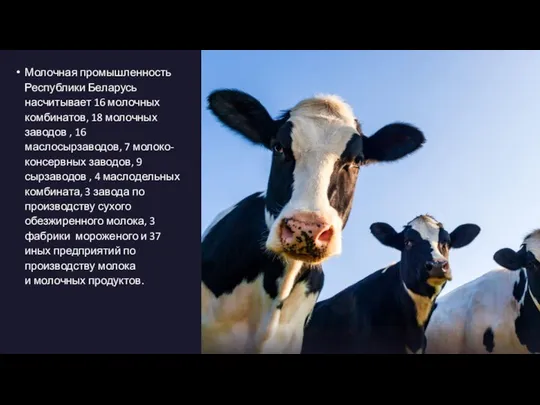 Молочная промышленность Республики Беларусь насчитывает 16 молочных комбинатов, 18 молочных заводов