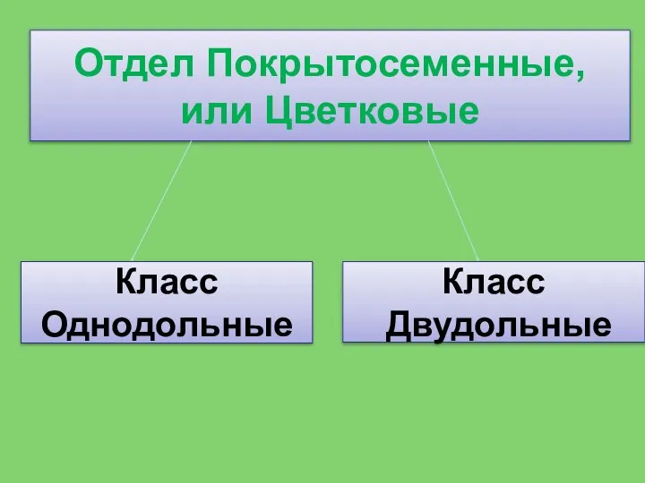 Отдел Покрытосеменные, или Цветковые Класс Однодольные Класс Двудольные