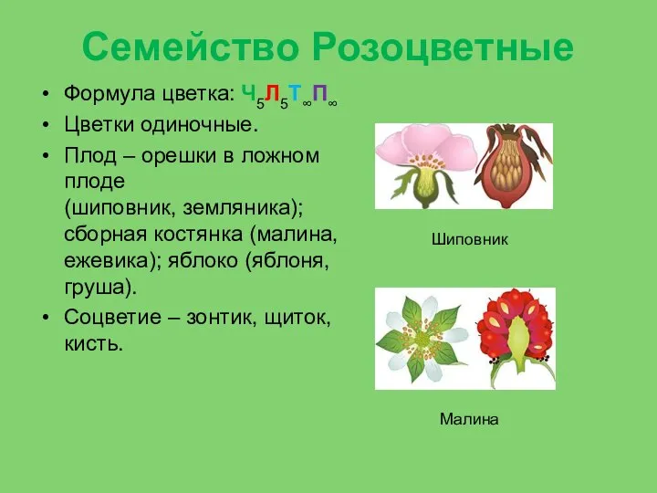 Семейство Розоцветные Формула цветка: Ч5Л5Т∞П∞ Цветки одиночные. Плод – орешки в