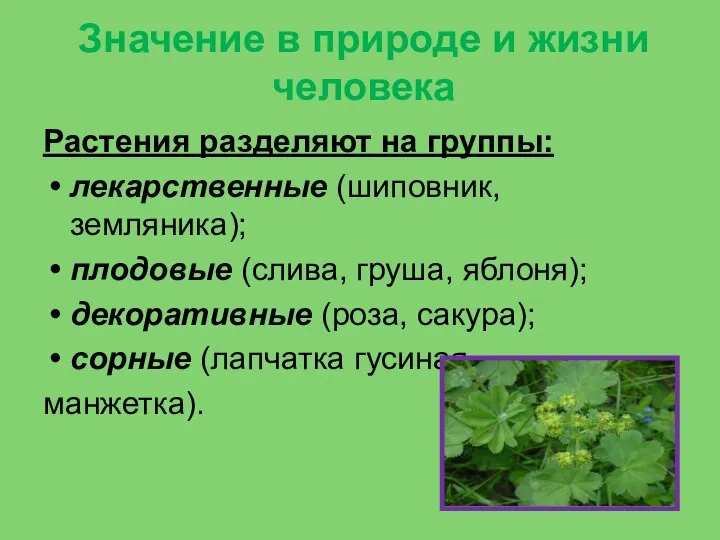 Значение в природе и жизни человека Растения разделяют на группы: лекарственные