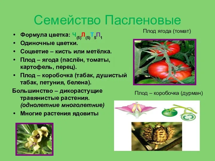 Семейство Пасленовые Формула цветка: Ч(5)Л(5)Т5П1 Одиночные цветки. Соцветие – кисть или