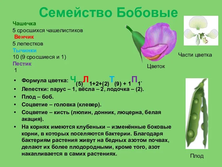 Семейство Бобовые Формула цветка: Ч(5)Л1+2+(2)Т(9) + 1П1. Лепестки: парус – 1,