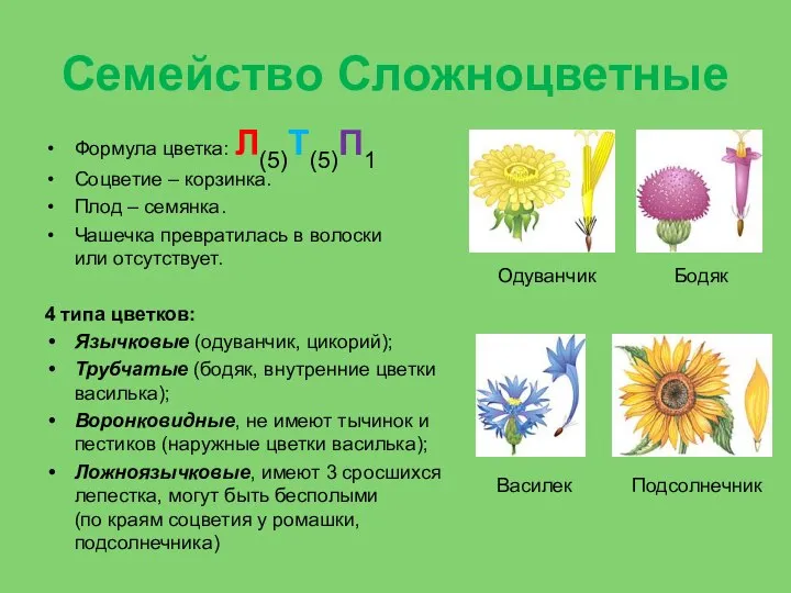 Семейство Сложноцветные Формула цветка: Л(5)Т(5)П1 Соцветие – корзинка. Плод – семянка.