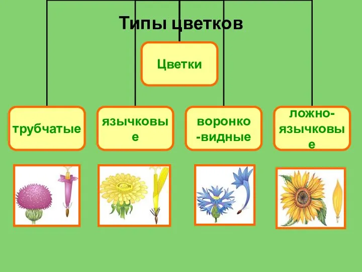 Типы цветков