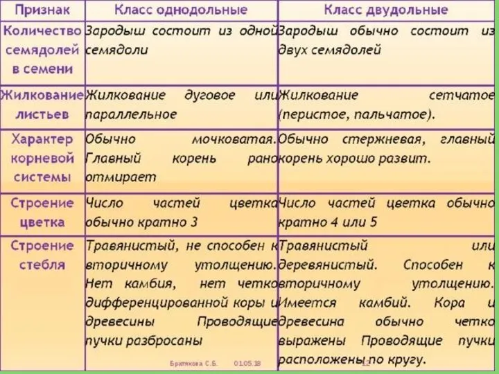 Сравнение двудольных и однодольных растений