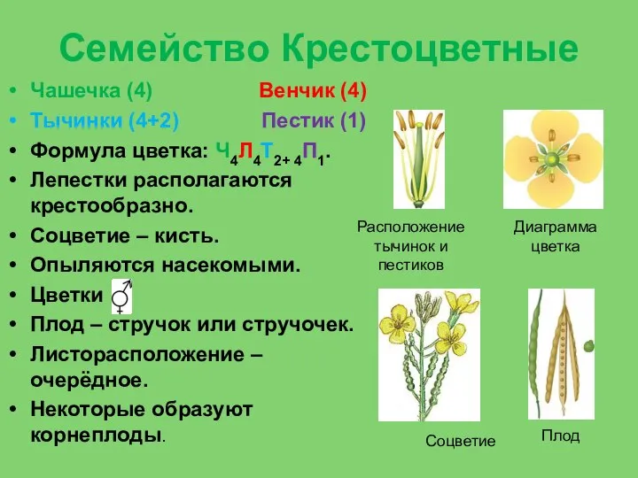 Семейство Крестоцветные Чашечка (4) Венчик (4) Тычинки (4+2) Пестик (1) Формула