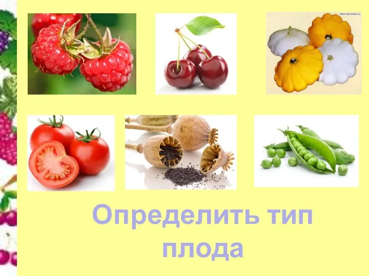 Определить тип плода