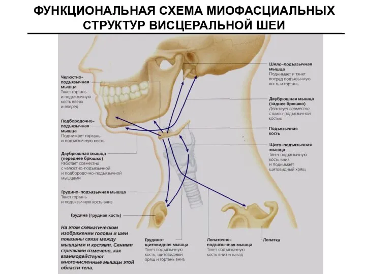 ФУНКЦИОНАЛЬНАЯ СХЕМА МИОФАСЦИАЛЬНЫХ СТРУКТУР ВИСЦЕРАЛЬНОЙ ШЕИ