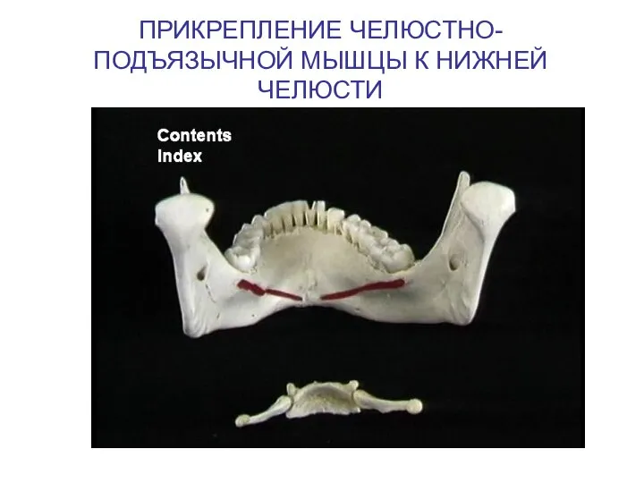 ПРИКРЕПЛЕНИЕ ЧЕЛЮСТНО-ПОДЪЯЗЫЧНОЙ МЫШЦЫ К НИЖНЕЙ ЧЕЛЮСТИ