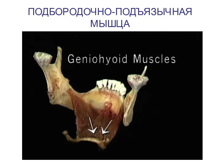 ПОДБОРОДОЧНО-ПОДЪЯЗЫЧНАЯ МЫШЦА