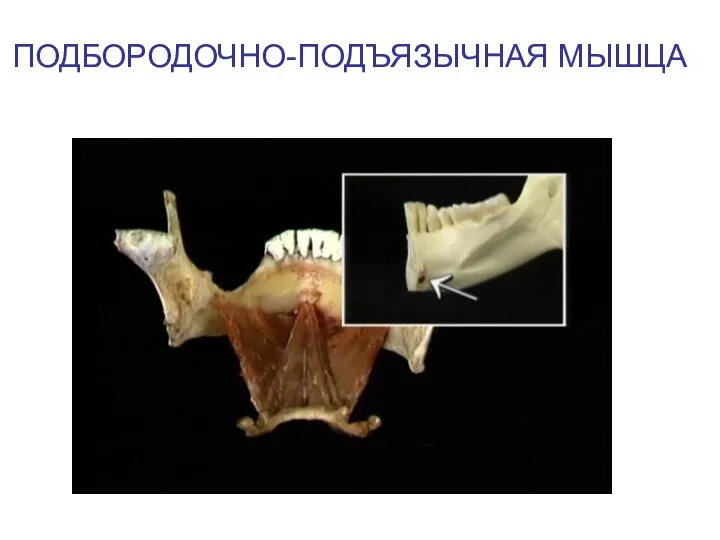 ПОДБОРОДОЧНО-ПОДЪЯЗЫЧНАЯ МЫШЦА