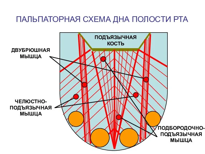 ПАЛЬПАТОРНАЯ СХЕМА ДНА ПОЛОСТИ РТА ПОДЪЯЗЫЧНАЯ КОСТЬ ДВУБРЮШНАЯ МЫШЦА ЧЕЛЮСТНО- ПОДЪЯЗЫЧНАЯ МЫШЦА ПОДБОРОДОЧНО- ПОДЪЯЗЫЧНАЯ МЫШЦА