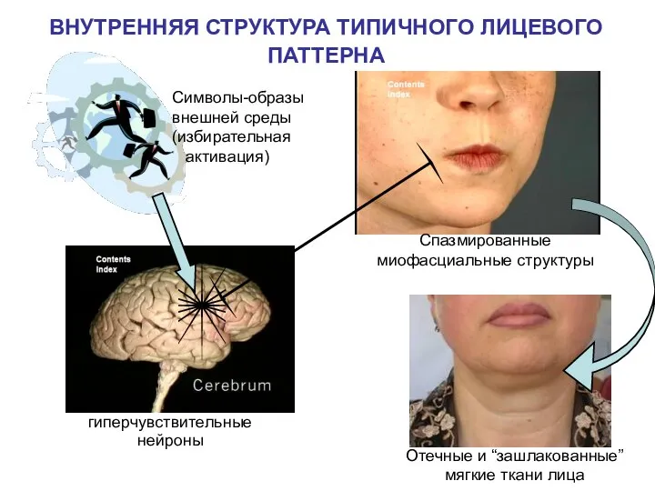 ВНУТРЕННЯЯ СТРУКТУРА ТИПИЧНОГО ЛИЦЕВОГО ПАТТЕРНА гиперчувствительные нейроны Символы-образы внешней среды (избирательная