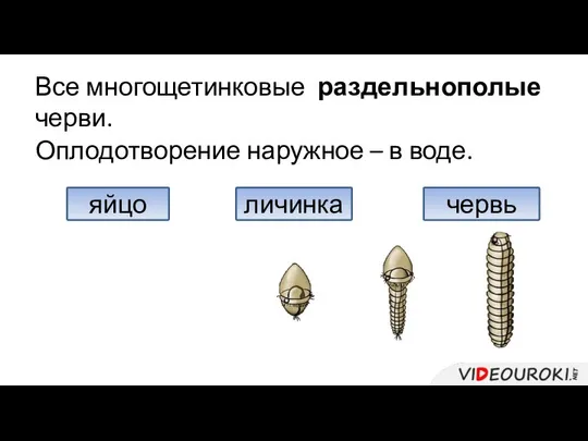 Все многощетинковые раздельнополые черви. Оплодотворение наружное – в воде. яйцо личинка червь