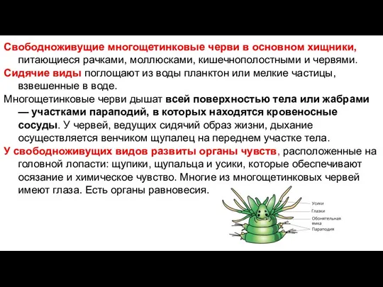 Свободноживущие многощетинковые черви в основном хищники, питающиеся рачками, моллюсками, кишечнополостными и