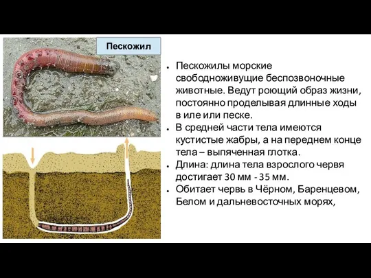 Пескожилы морские свободноживущие беспозвоночные животные. Ведут роющий образ жизни, постоянно проделывая