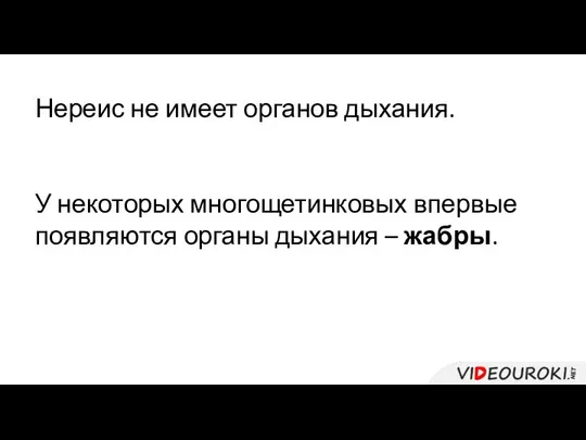 Нереис не имеет органов дыхания. У некоторых многощетинковых впервые появляются органы дыхания – жабры.