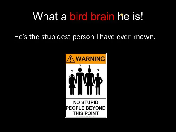 What a bird brain he is! He’s the stupidest person I have ever known.