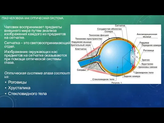 ГЛАЗ ЧЕЛОВЕКА КАК ОПТИЧЕСКАЯ СИСТЕМА. Человек воспринимает предметы внешнего мира путем