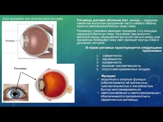 ГЛАЗ ЧЕЛОВЕКА КАК ОПТИЧЕСКАЯ СИСТЕМА. Рогови́ца, роговая оболочка (лат. cornea) —