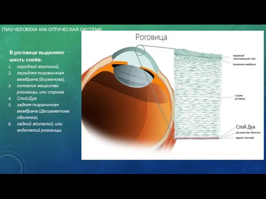 ГЛАЗ ЧЕЛОВЕКА КАК ОПТИЧЕСКАЯ СИСТЕМА. В роговице выделяют шесть слоёв: передний