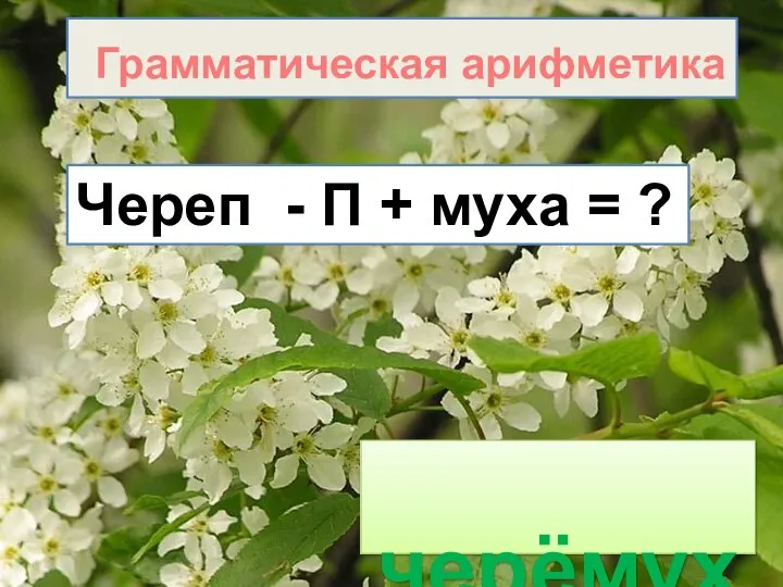 Грамматическая арифметика Череп - П + муха = ? черёмуха