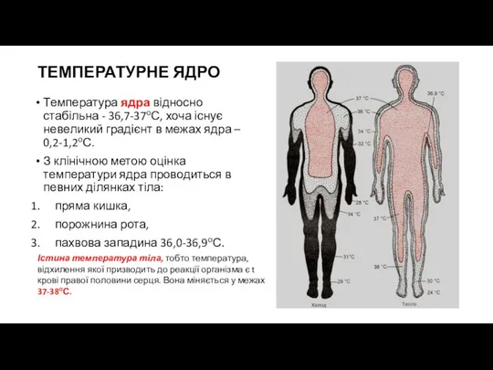 ТЕМПЕРАТУРНЕ ЯДРО Температура ядра відносно стабільна - 36,7-37оС, хоча існує невеликий