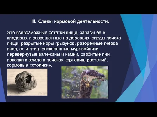 III. Следы кормовой деятельности. Это всевозможные остатки пищи, запасы её в