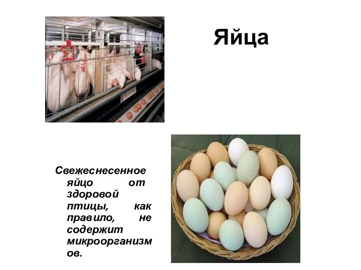 Яйца Свежеснесенное яйцо от здоровой птицы, как правило, не содержит микроорганизмов.