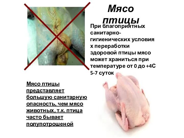 Мясо птицы Мясо птицы представляет большую санитарную опасность, чем мясо животных,