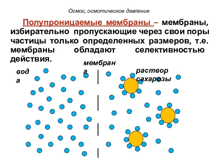 мембрана вода раствор сахарозы Полупроницаемые мембраны – мембраны, избирательно пропускающие через