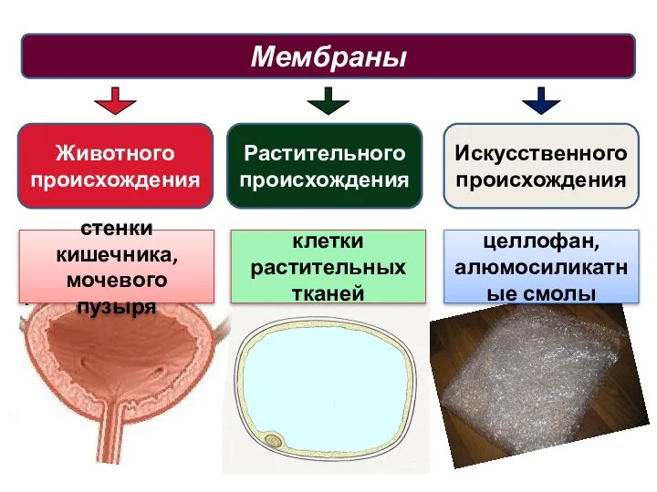 Мембраны Животного происхождения стенки кишечника, мочевого пузыря Растительного происхождения Искусственного происхождения