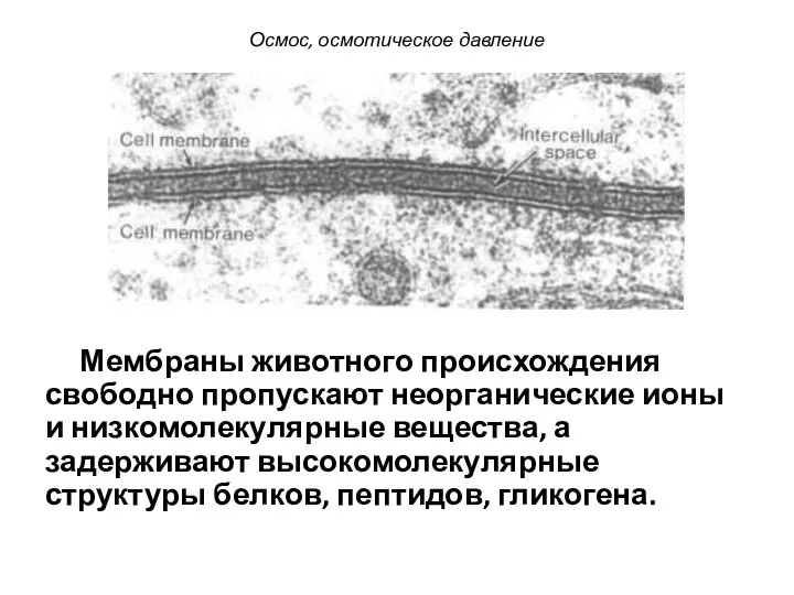 Мембраны животного происхождения свободно пропускают неорганические ионы и низкомолекулярные вещества, а