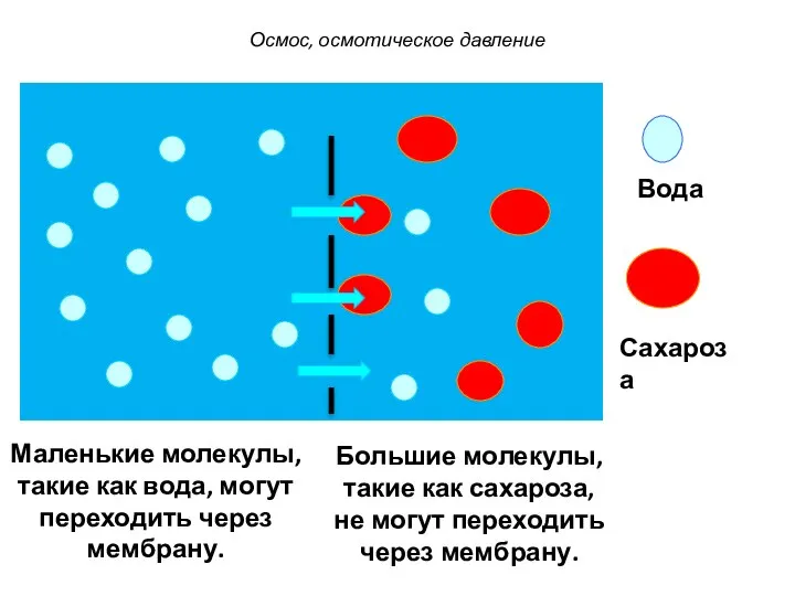 Вода Сахароза Маленькие молекулы, такие как вода, могут переходить через мембрану.