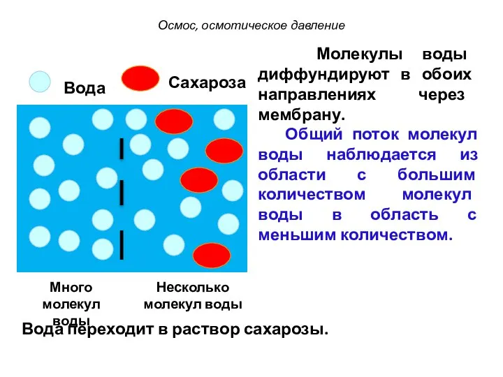 Молекулы воды диффундируют в обоих направлениях через мембрану. Общий поток молекул