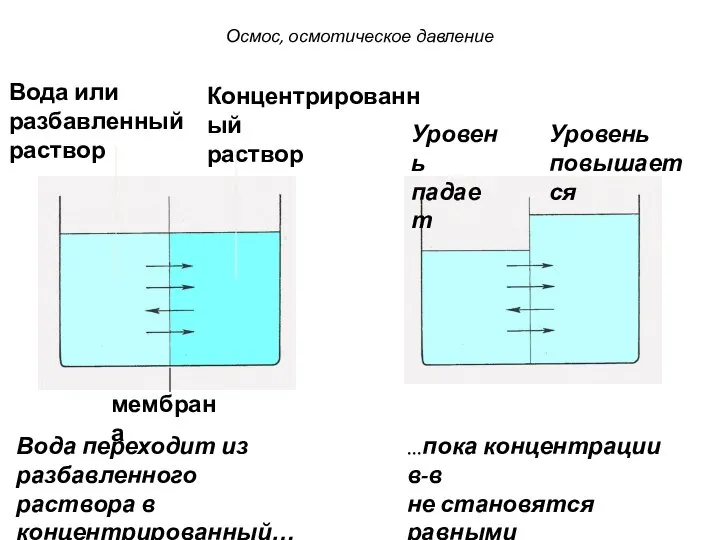 Вода или разбавленный раствор Концентрированный раствор мембрана Вода переходит из разбавленного