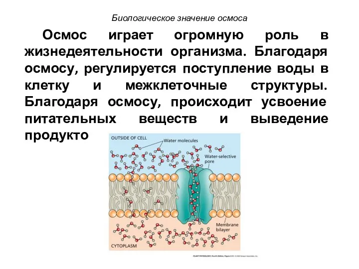 Осмос играет огромную роль в жизнедеятельности организма. Благодаря осмосу, регулируется поступление