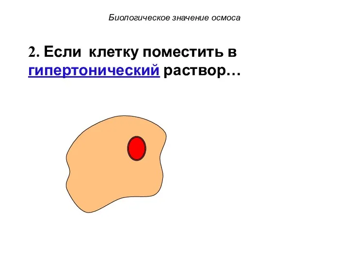 Биологическое значение осмоса 2. Если клетку поместить в гипертонический раствор…