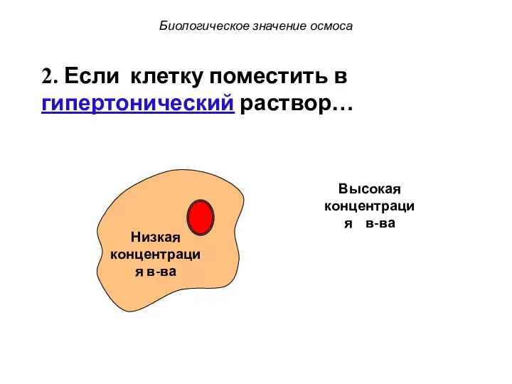 Низкая концентрация в-ва Высокая концентрация в-ва Биологическое значение осмоса 2. Если клетку поместить в гипертонический раствор…