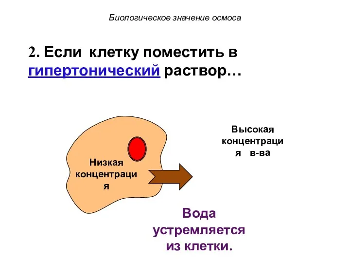 Низкая концентрация Вода устремляется из клетки. Биологическое значение осмоса Высокая концентрация