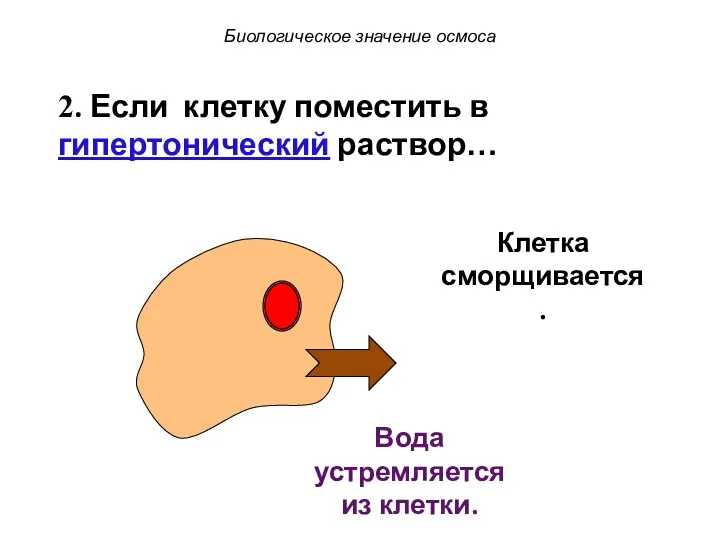 Клетка сморщивается. Биологическое значение осмоса Вода устремляется из клетки. 2. Если клетку поместить в гипертонический раствор…