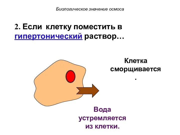 Клетка сморщивается. Биологическое значение осмоса Вода устремляется из клетки. 2. Если клетку поместить в гипертонический раствор…