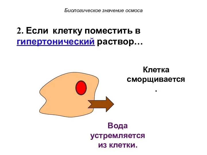 Клетка сморщивается. Биологическое значение осмоса Вода устремляется из клетки. 2. Если клетку поместить в гипертонический раствор…