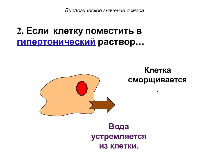 Клетка сморщивается. Биологическое значение осмоса Вода устремляется из клетки. 2. Если клетку поместить в гипертонический раствор…