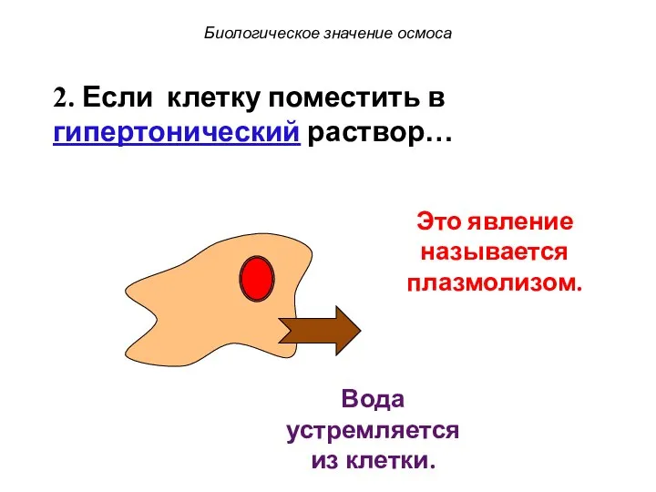 Это явление называется плазмолизом. Биологическое значение осмоса Вода устремляется из клетки.