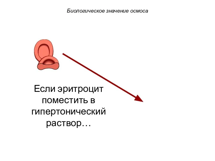 Если эритроцит поместить в гипертонический раствор… Биологическое значение осмоса