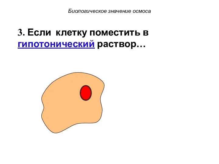 3. Если клетку поместить в гипотонический раствор… Биологическое значение осмоса